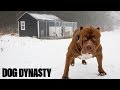 Pimp My Kennel - Hulk’s New $25,000 Home  DOG DYNASTY ...