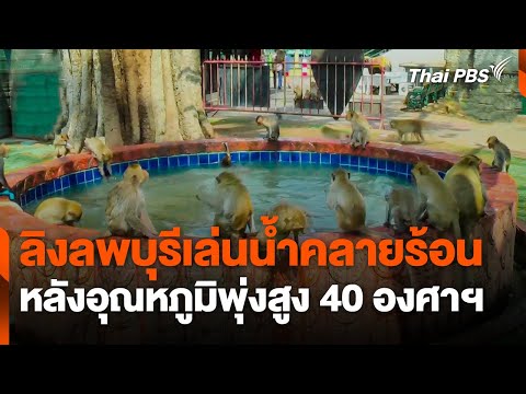 ลิงลพบุรี เล่นน้ำคลายร้อน หลังอุณหภูมิพุ่งสูง 40 องศาฯ 