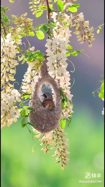 bird-sparrow-builds-nest-youtubeshorts-funny-youtube