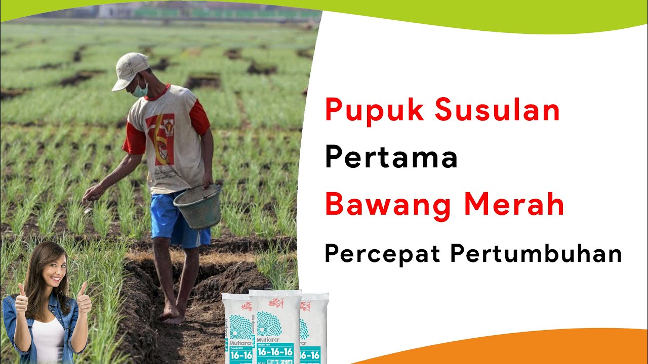 Pemupukan Bawang Merah Umur 10 HST, Pupuk Susulan Pertama Percepat Pertumbuhan