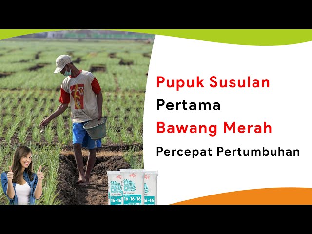 Pemupukan Bawang Merah Umur 10 HST, Pupuk Susulan Pertama Percepat Pertumbuhan class=