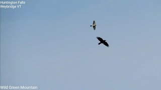 Sharp-shinned or Coopers Hawk Attacking a Raven - Huntington Falls Weybridge VT