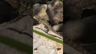 Juvenile water dragon hunting in the stream #wildlifehabitat #waterdragon