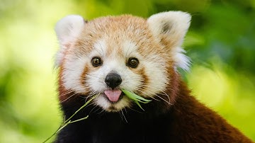The Secret Life of Red Pandas | Cutest Endangered Animal!