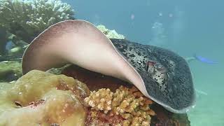 Seychelles Dive Collage