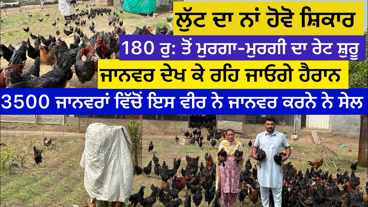 3500 ਜਾਨਵਰਾਂ ਵਿੱਚੋਂ ਇਸ ਵੀਰ ਨੇ ਜਾਨਵਰ ਕਰਨੇ ਨੇ ਸੇਲ,180 ਰੁ: ਤੋਂ ਮੁਰਗੇ -ਮੁਰਗੀ ਦਾ ਰੇਟ ਸ਼ੁਰੂ,ਲੁੱਟ ਦਾ ਨਾ …..