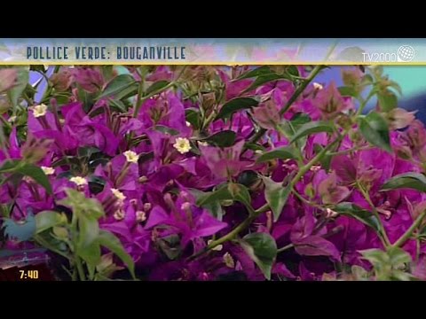 Video: Cos'è un arbusto di salvia del Texas - Coltivare la salvia del Texas in giardino