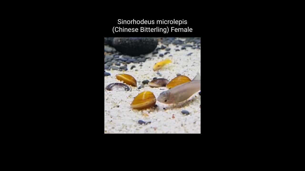 When Bitterling Meets Freshwater Clam Shorts
