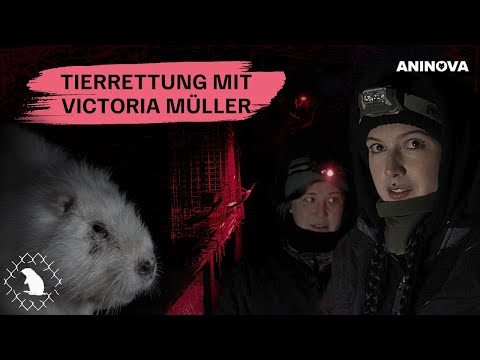 ANINOVA und Moderatorin Victoria Müller decken Tierquälerei auf polnischer Nutria-Pelzfarm auf und retten Tiere vor dem sicheren Tod -"Hört endlich auf Pelz zu kaufen und zu tragen"