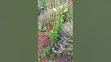 Многолетники катананхе и синеголовник.