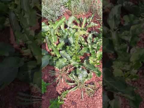 Videó: A catananche évelő növény?