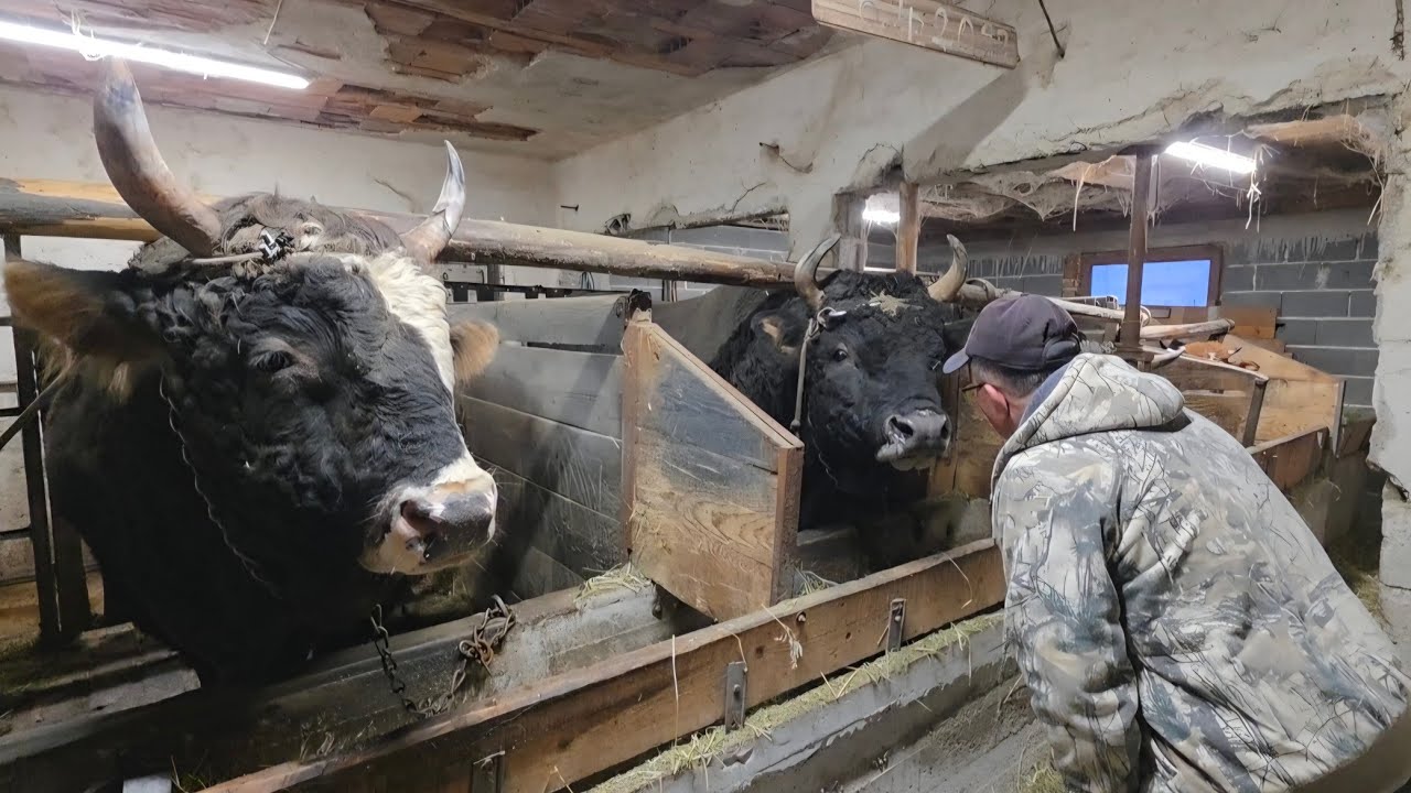 Za Brizonju nudili 10.000 € i 6 tona peleta- tri prvoklasna bika na jednom mjestu