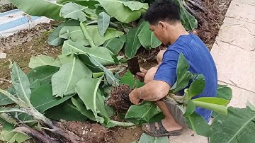 trồng chuối tết tháng hai có kịp chuối tết, cách chọn mầm trồng chuối tết