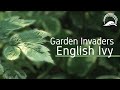 Garden Invaders: English Ivy