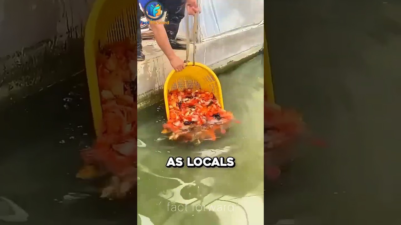 Why Japan Puts Fish in Drains! 🐟✨