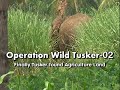 Operation wild tusker in badravathi taalukwild elephant found in sugar cane form