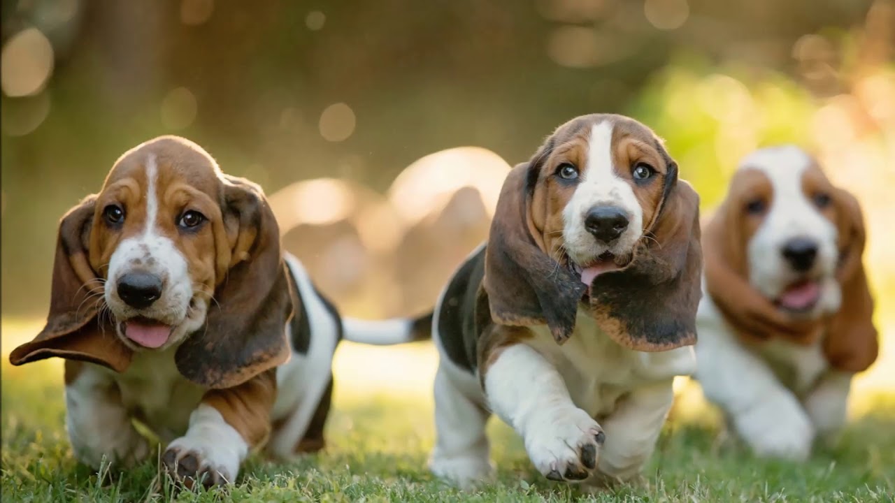 Basset Hound Facts YouTube