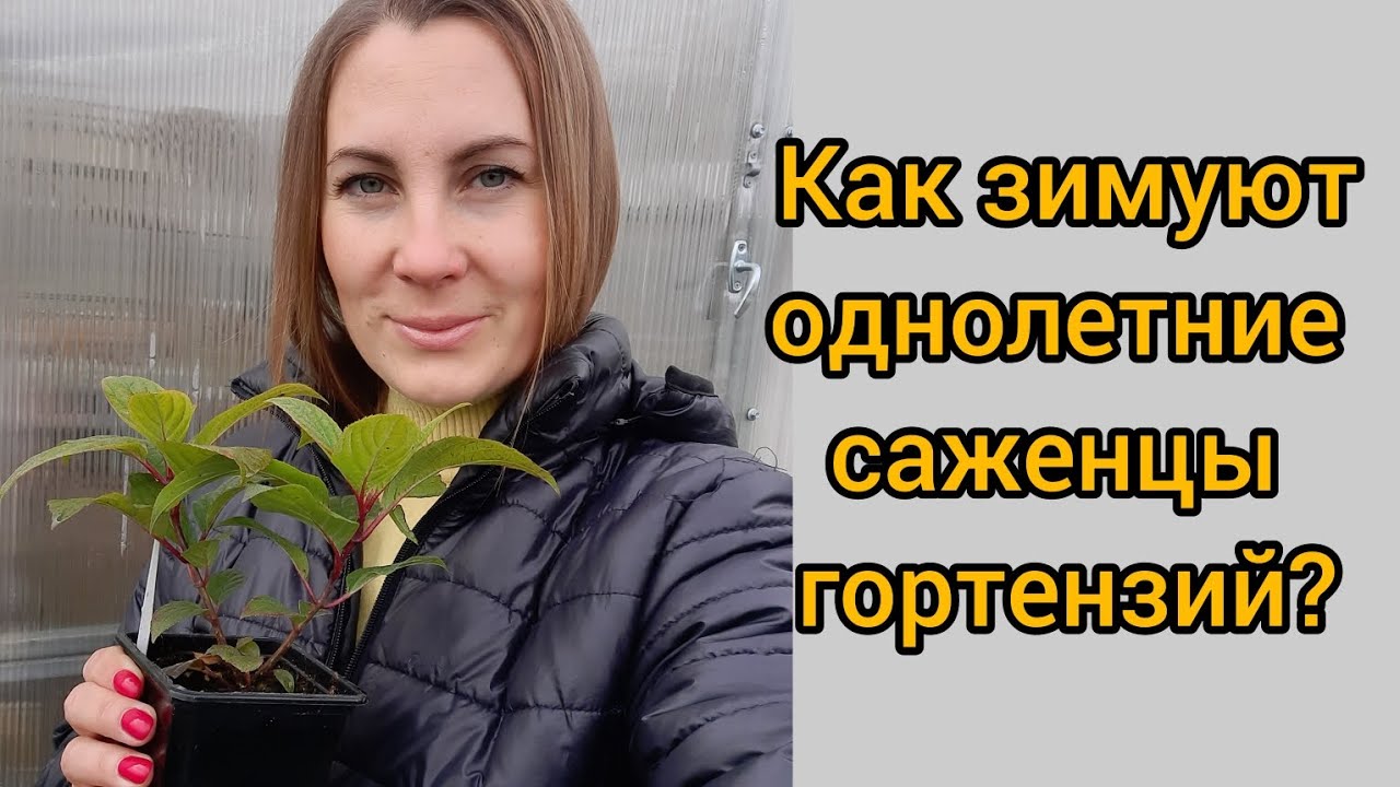 Как зимуют мои саженцы гортензий? Сибирь. Алтайский край, г. Барнаул ...