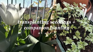 #4 April: Balcony Gardening | Seedling Update, Transplanting Tomatoes, and Companion Planting