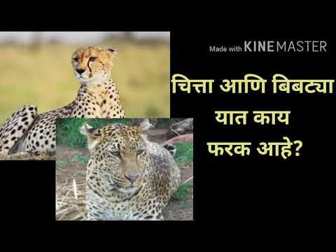 चित्ता आणि बिबट्या यात काय फरक आहे? Difference between Leopard and Cheetah.