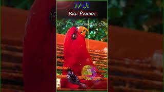 Red Parrot ? لال طوطا