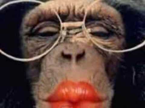 funney pet pics youtube