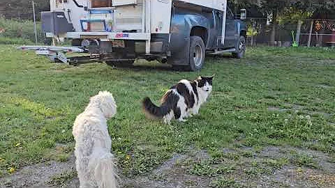 Video 8747501: mainecooncat cat, dog farm