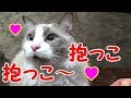 抱っこ抱っこの甘えん坊 猫ラグドールのコハク君 Kohaku The Ragdoll Cat Loves Hugs