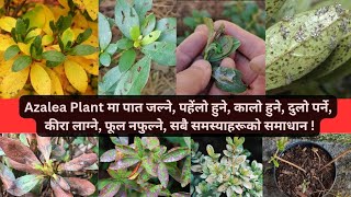 Azalea plantलाई winter मा कसरी care गर्नु ताकि यो healthy रहोस् अनि निरन्तर फूल फुलिरहोस् !