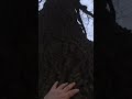 300 летний дуб патриарх лесов  Леоновский дуб.