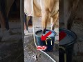 Why Racehorses Put Their Legs in Ice Water