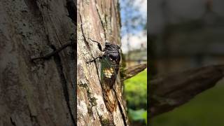 Hewan kecil yang bersuara merdu di dalam hutan #tonggaret #riangriang