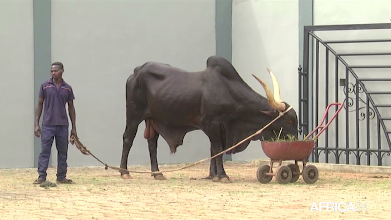 Bénin: focus sur le complexe Touristique Agoualand, un centre zoologique de recherches et de culture