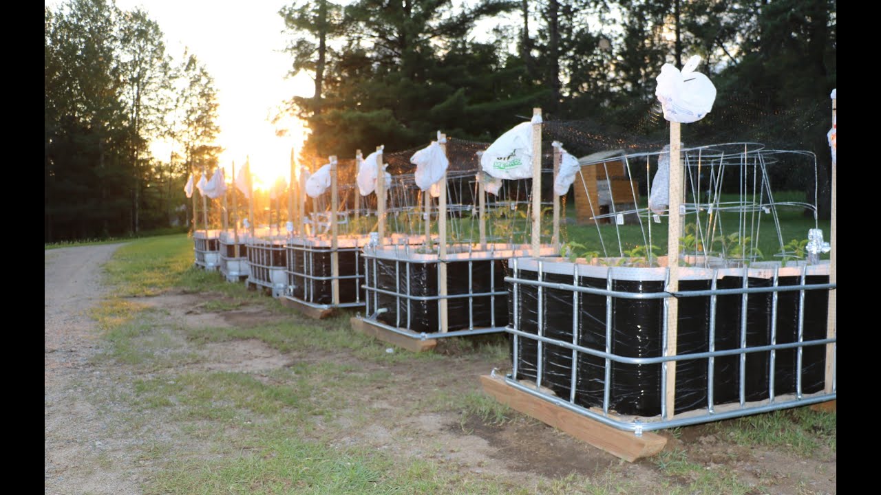 Ibc Garden Bed Fasci Garden ibc-garden-bed-fasci-garden