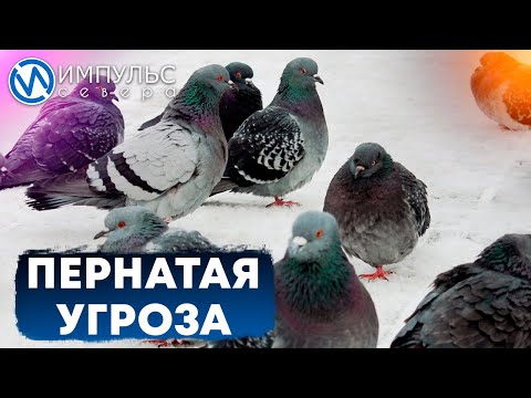 Почему не надо кормить голубей?