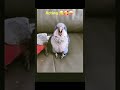 Professional acting by Birds #birds #parrots #acting#indian#funny #entertainment#comedy#comedyshorts