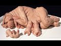 10 Most BIZARRE Creatures Created By Science!