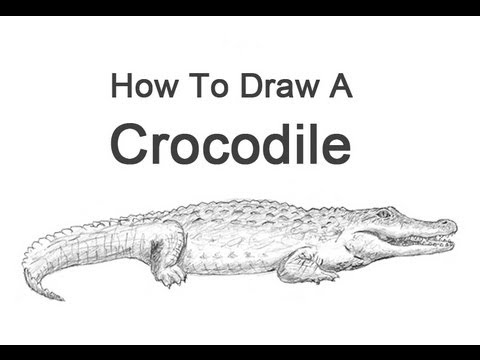 How to Draw a Crocodile YouTube