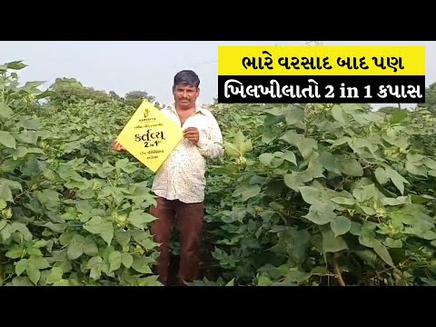 ચોટીલાના ખેડૂતની ખુશીનું રાઝ 2 in 1 સૌથી વધુ અસરકારક! - video from Kartavyaseeds