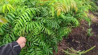 Download Lagu AMBIL SAYUR MIDING || ANGGUR SARAWAK DAN  KELADI AIR  MP3