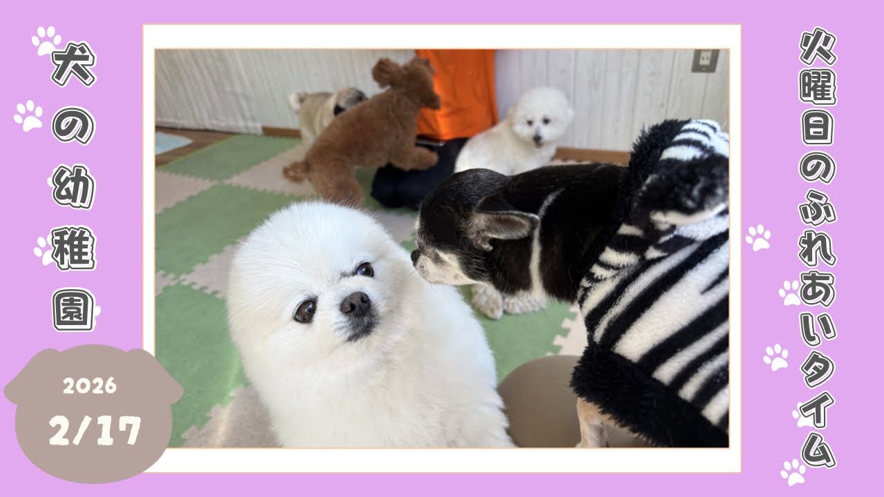 【犬の幼稚園】わんわんようちえん　火曜日のふれあいタイム