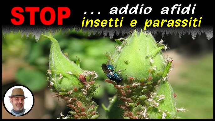 Come eliminare i moscerini dalle piante: 4 rimedi infallibili – Simegarden