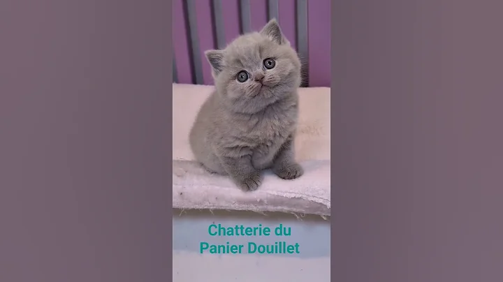 Watch the video about Joli chaton British shorthair 💜