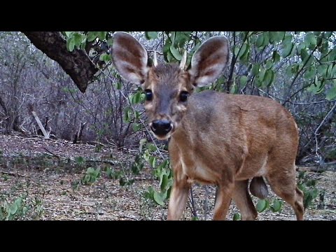 Vídeo: Onde fica o ninho de veado?