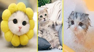 cute baby cats video compilation 21 | Cat Vines by Cat Vines 6 views 2 years ago 2 minutes, 18 seconds