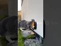 He opened it like it’s nothing🥰🥰🥰#catsoftiktok #cute #viral #fyp #cat