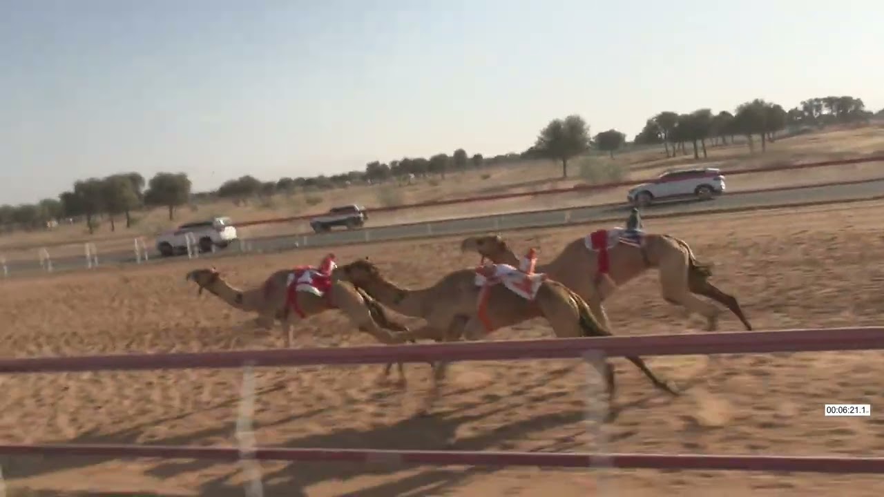 R13 21 2 2026T الشوط (13) مزيون للسيد / محمد عبدالله بن شميل الكتبي