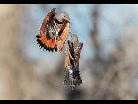 EPIC COMBAT! Between