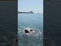 무창포사랑 무창포해변 코로나19 해방 [2022.04.16.토]