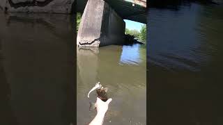 French Creek smallmouth #venango PA #fishing